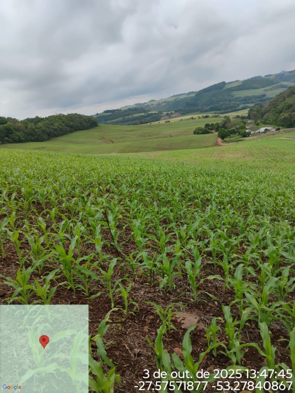 Área Rural C / 3,125 Hec - Jaboticaba / Rs, localizado em Jaboticaba - RS