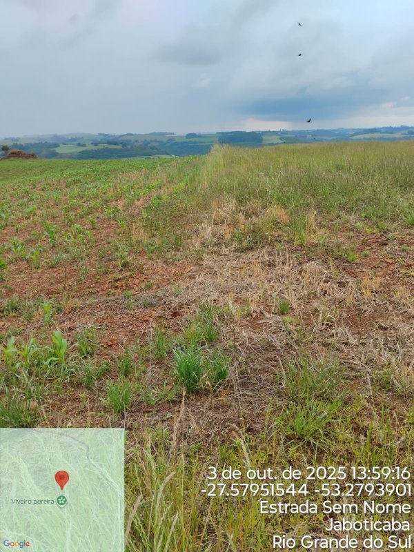 Área Rural C / 7,64 Hec - Jaboticaba / Rs, localizado em Jaboticaba - RS