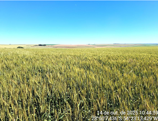 Imagem do imóvel Área Rural De 8,831250 Ha - São Miguel Das Missões / Rs