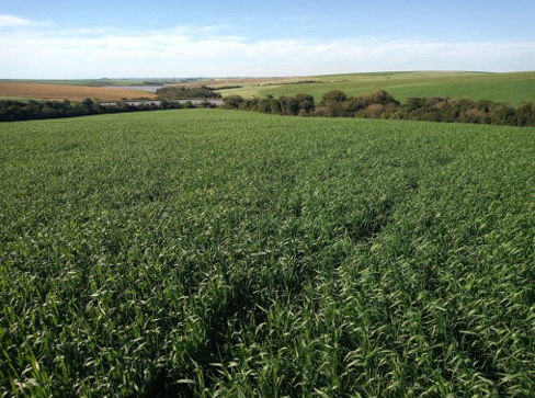 Imagem do imóvel Área Rural C/ 7 Ha - São Miguel Das Missões / Rs
