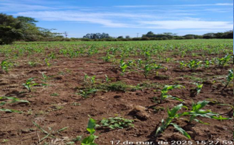 Área Rural C/ 3 Ha - Garruchos / Rs, localizado em Garruchos - RS