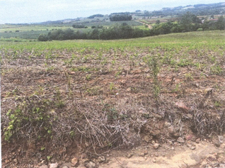 Imagem do imóvel Área Rural C/ 7,9626 Ha - Santa Rosa / Rs
