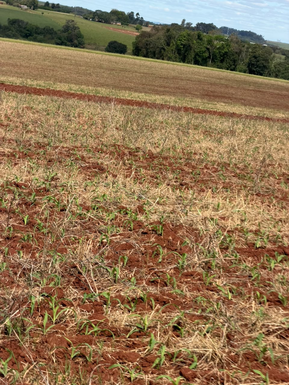 Imagem do imóvel Área Rural C/ 3 Hac - Santo Ângelo / Rs